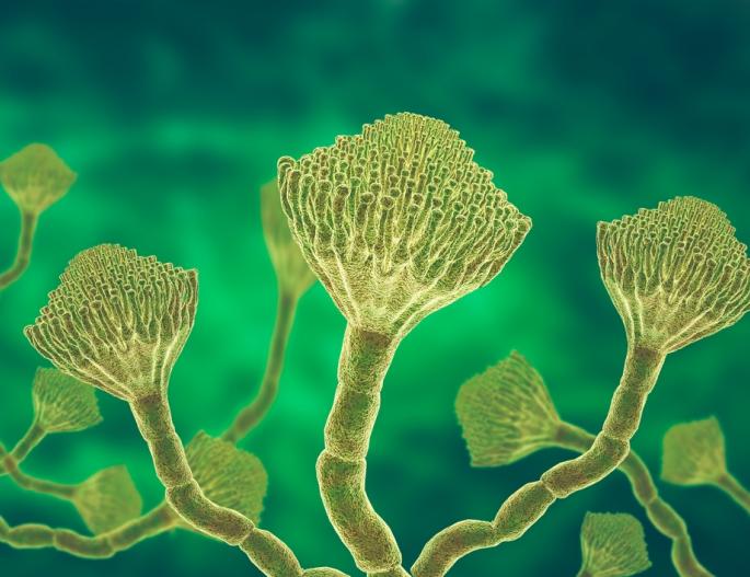 Aflatoxins